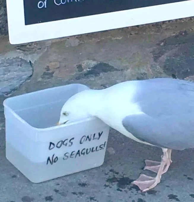 A photo of a water container with 'Dogs only, no seagulls!' written on it, and a seagull drinking from it 